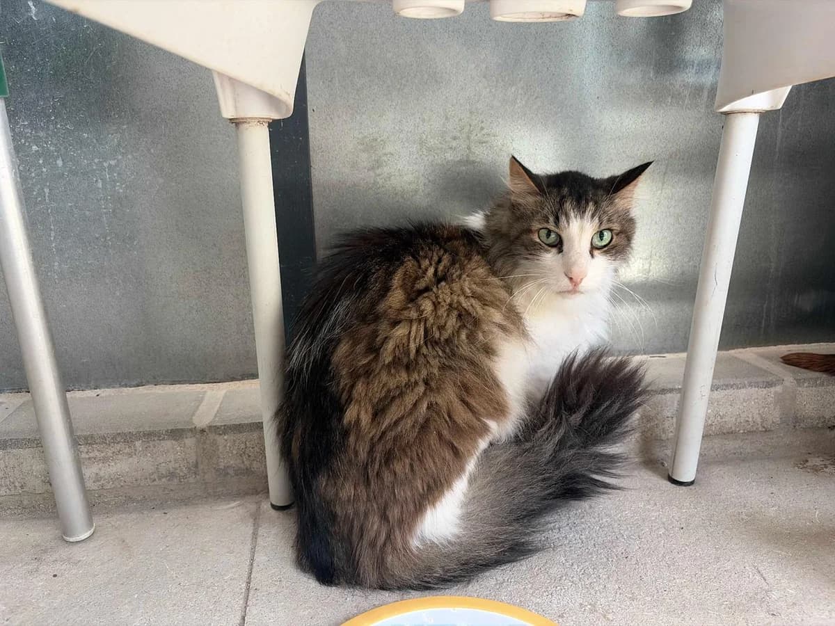 Banus2, Long male senior Mixed Breed for adoption at Triple A Marbella, Marbella