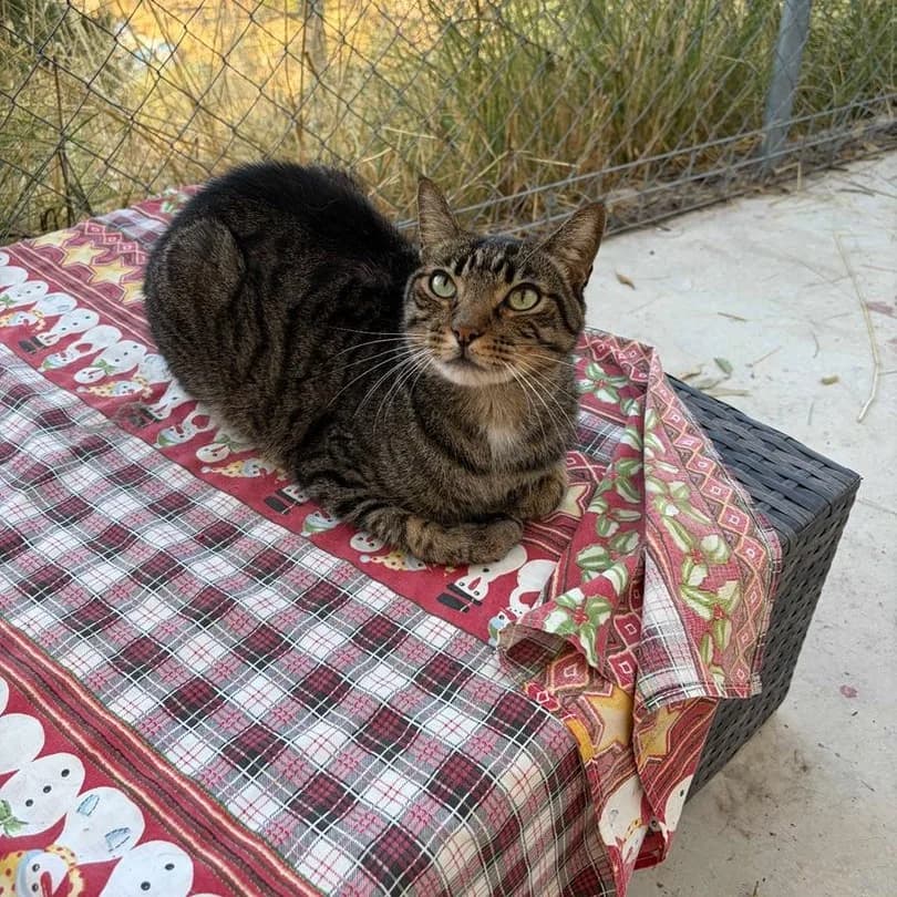 Euphrates, Short male senior Mixed Breed for adoption at Triple A Marbella, Marbella