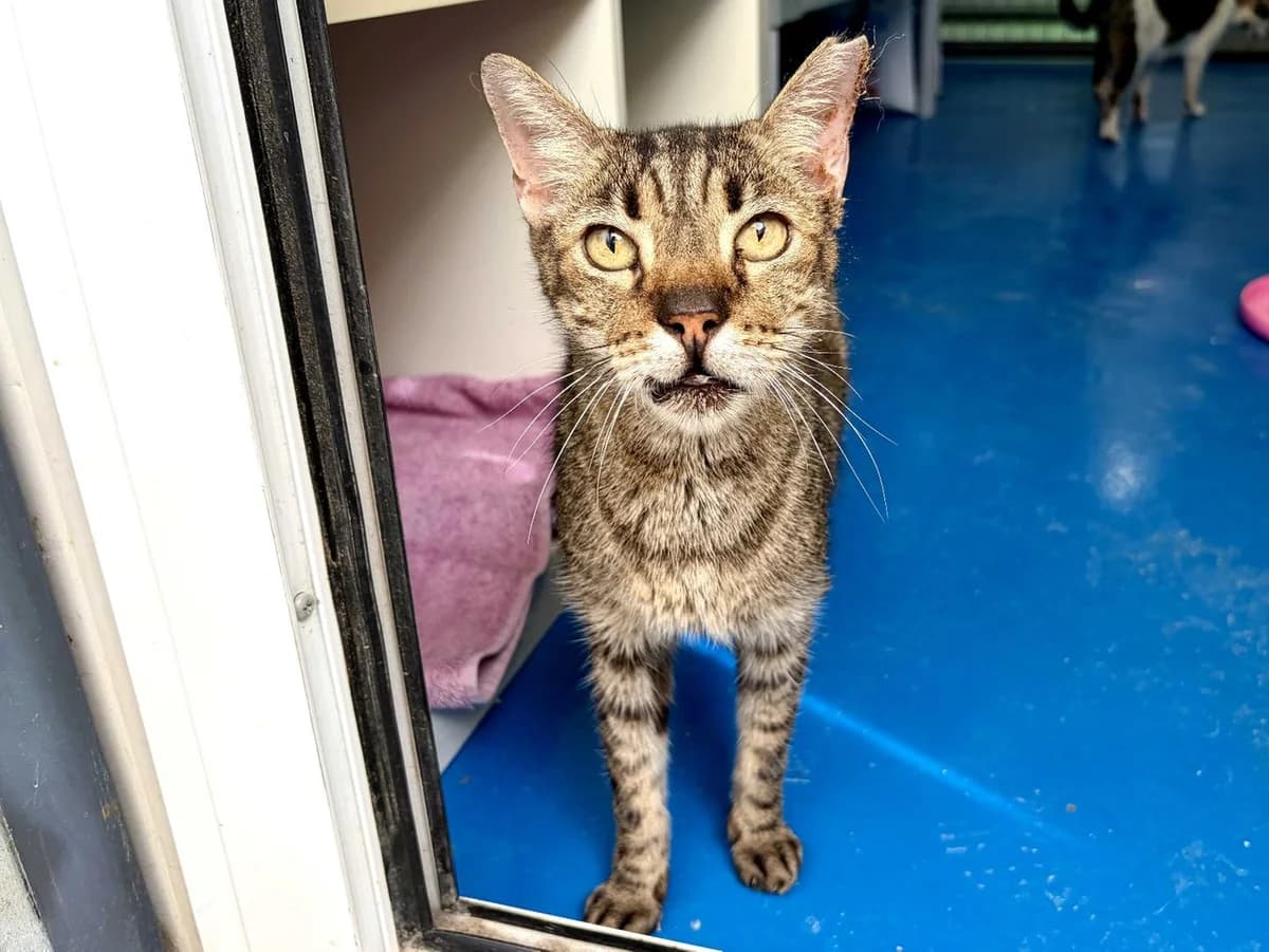 Otis, Short female 4yo Mixed Breed for adoption at Triple A Marbella, Marbella