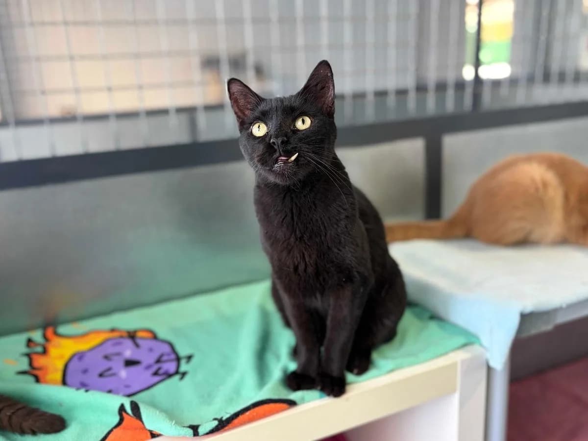 Puma, Short male senior Mixed Breed for adoption at Triple A Marbella, Marbella