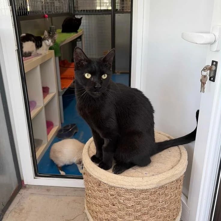 Puma, Short male senior Mixed Breed for adoption at Triple A Marbella, Marbella