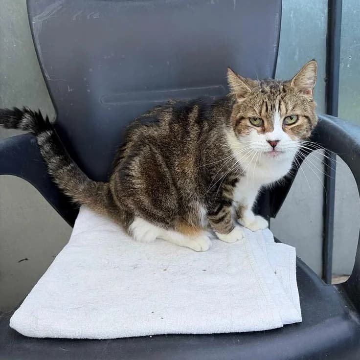 Margarita, Short female 4yo Mixed Breed for adoption at Triple A Marbella, Marbella