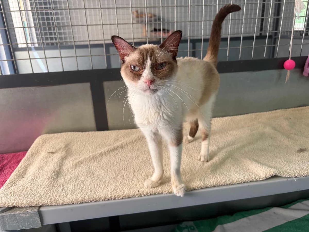 Gruth, Short male senior Mixed Breed for adoption at Triple A Marbella, Marbella