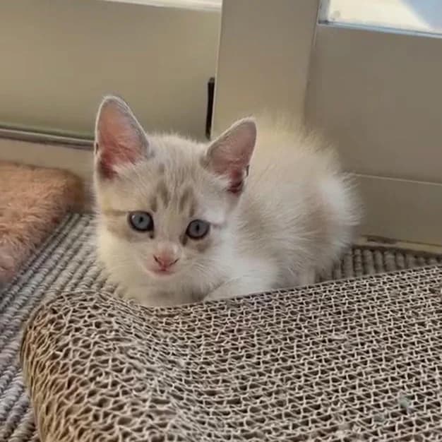 Elma, Short female puppy Siamese for adoption at Triple A Marbella, Marbella