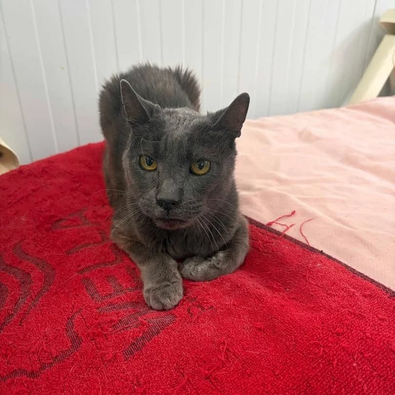 Marlon, Short female senior Mixed Breed for adoption at Triple A Marbella, Marbella