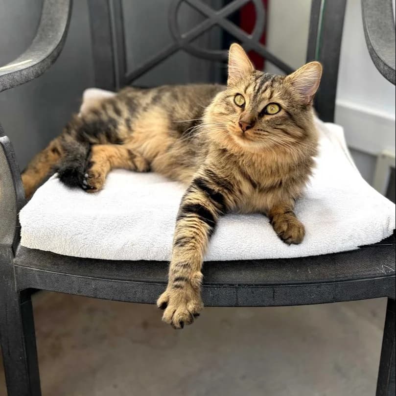 Tigger, Long male young Mixed Breed for adoption at Triple A Marbella, Marbella