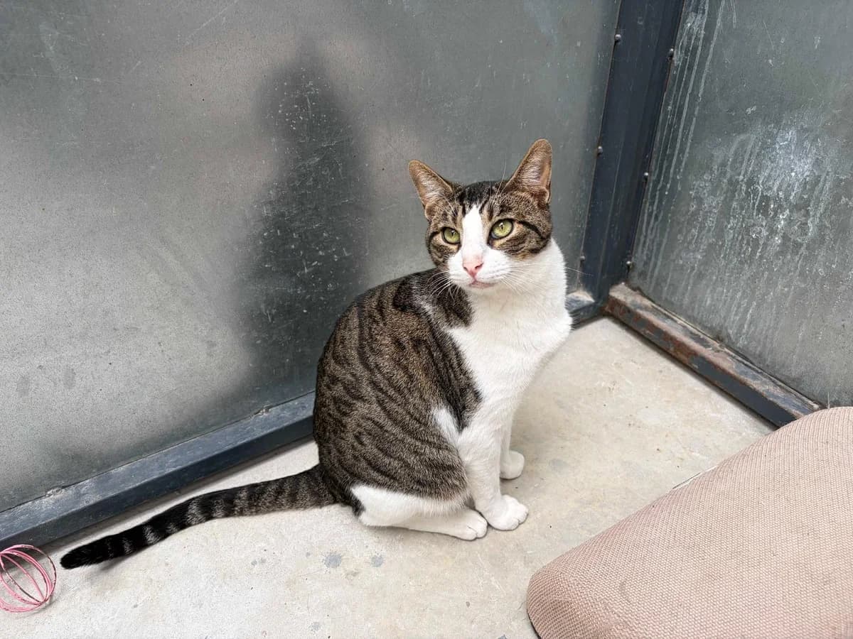 Roberto/Sergio+Leucemia, Short male puppy Domestic Shorthair for adoption at Triple A Marbella, Marbella