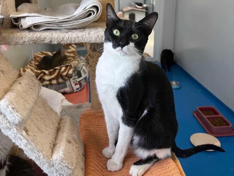 Roberto+L, Short male young Mixed Breed for adoption at Triple A Marbella, Marbella