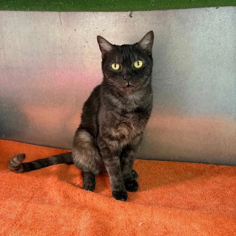 Boomerang, Short male 4yo Mixed Breed for adoption at Triple A Marbella, Marbella