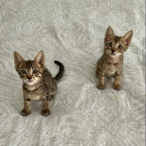 Tom y Jerry, Short male puppy Mixed Breed for adoption at Triple A Marbella, Marbella