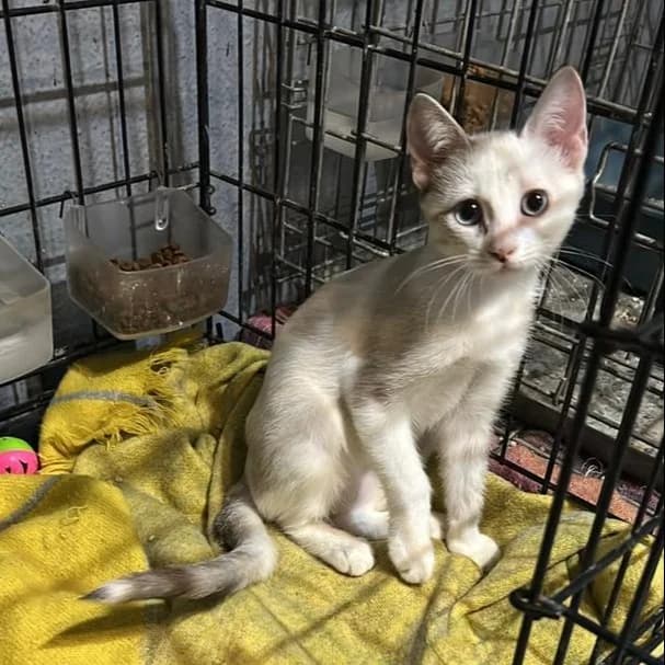 Alba, Short female puppy Mixed Breed for adoption at Triple A Marbella, Marbella