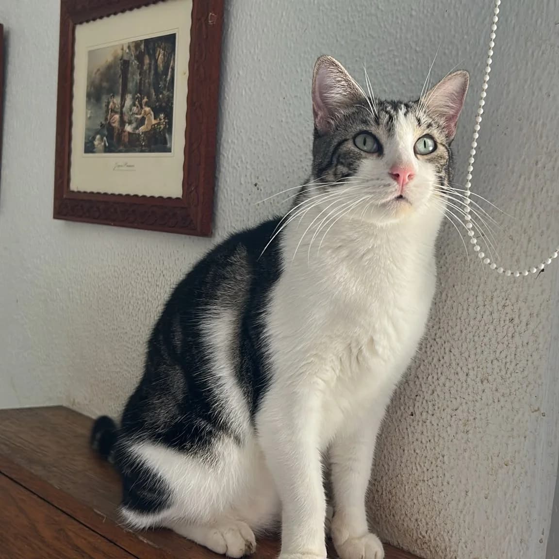 Rambo, Short male young Mixed Breed for adoption at Triple A Marbella, Marbella
