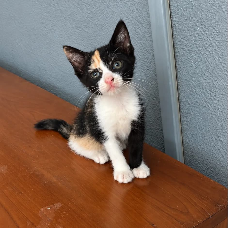 Pepita, Short female puppy Mixed Breed for adoption at Triple A Marbella, Marbella