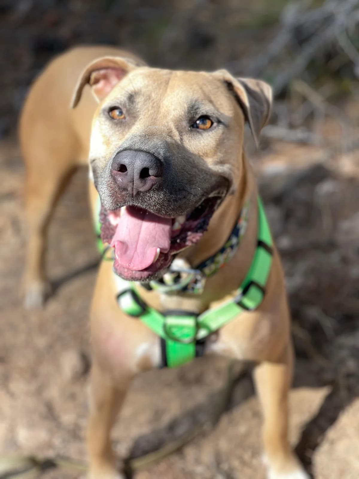 Logan, Short male young Mixed Breed for adoption at Triple A Marbella, Marbella
