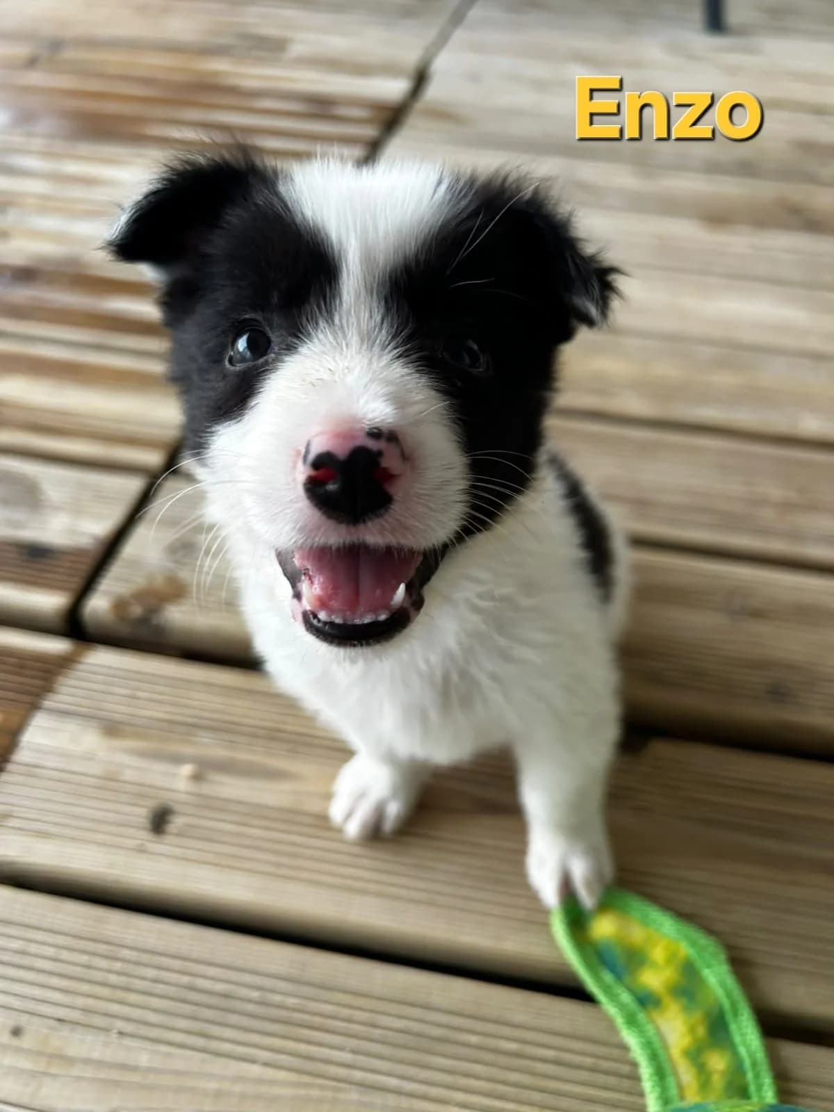 Collie Babies, Medium male puppy Mixed Breed for adoption at Triple A Marbella, Marbella