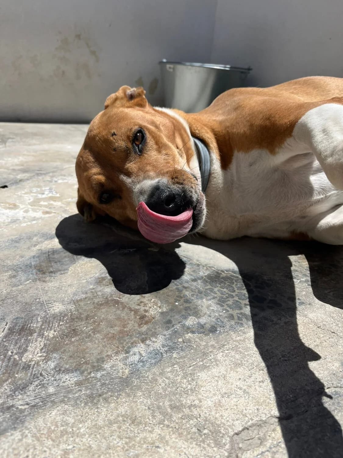 Frankie, male senior mixed breed for adoption at UPRODEA (Unión Protectora de Animales)