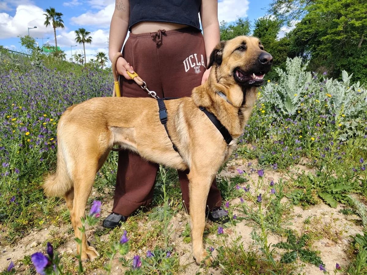 Ilia, female 4yo Mixed Breed for adoption at UPRODEA (Unión Protectora de Animales)
