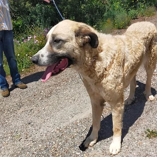 Koko, female Spanish Mastiff for adoption at Valle Verde Animal Rescue, Granada