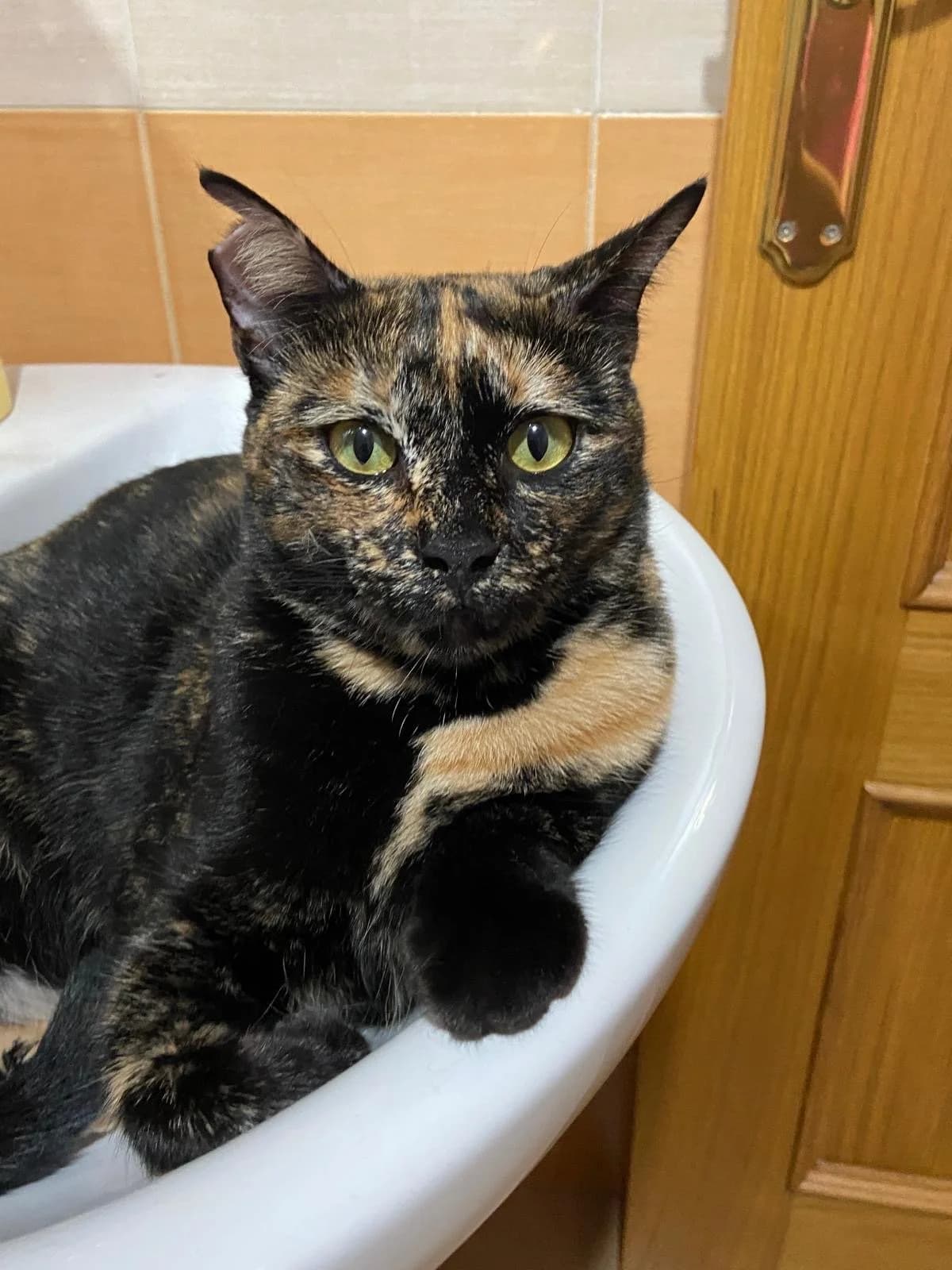 Vera, female Mixed Breed for adoption at Vecinos Felinos Murcia, Murcia