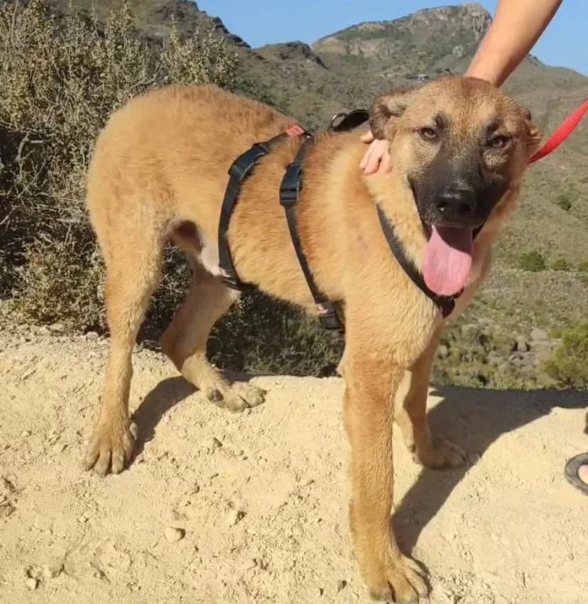 Franki, male Mixed Breed for adoption at Vecinos Felinos Murcia, Murcia