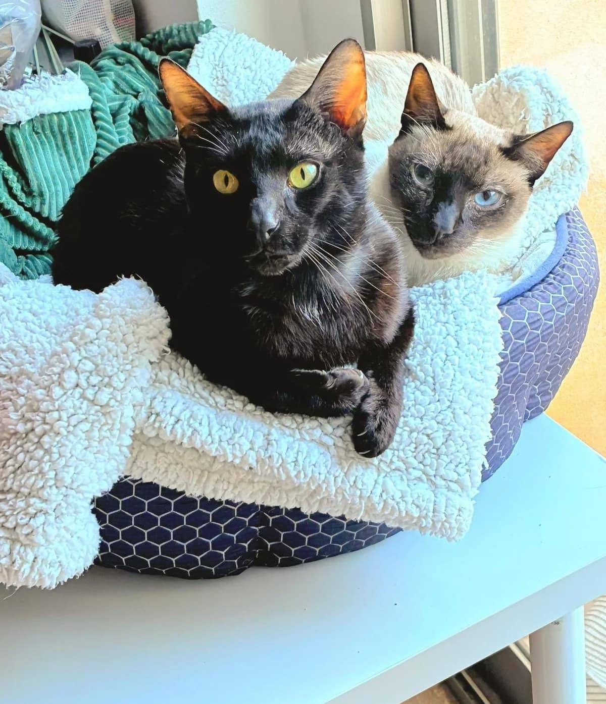 Churu & Lázaro, male Mixed Breed for adoption at Vecinos Felinos Murcia, Murcia