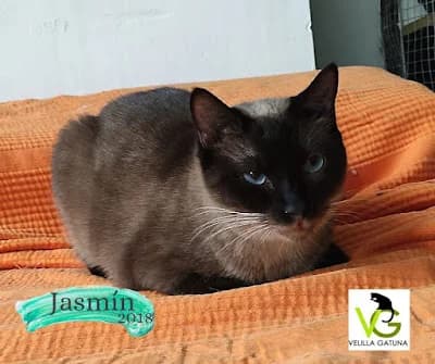 Jasmín, female senior Mixed Breed for adoption at Velilla Gatuna