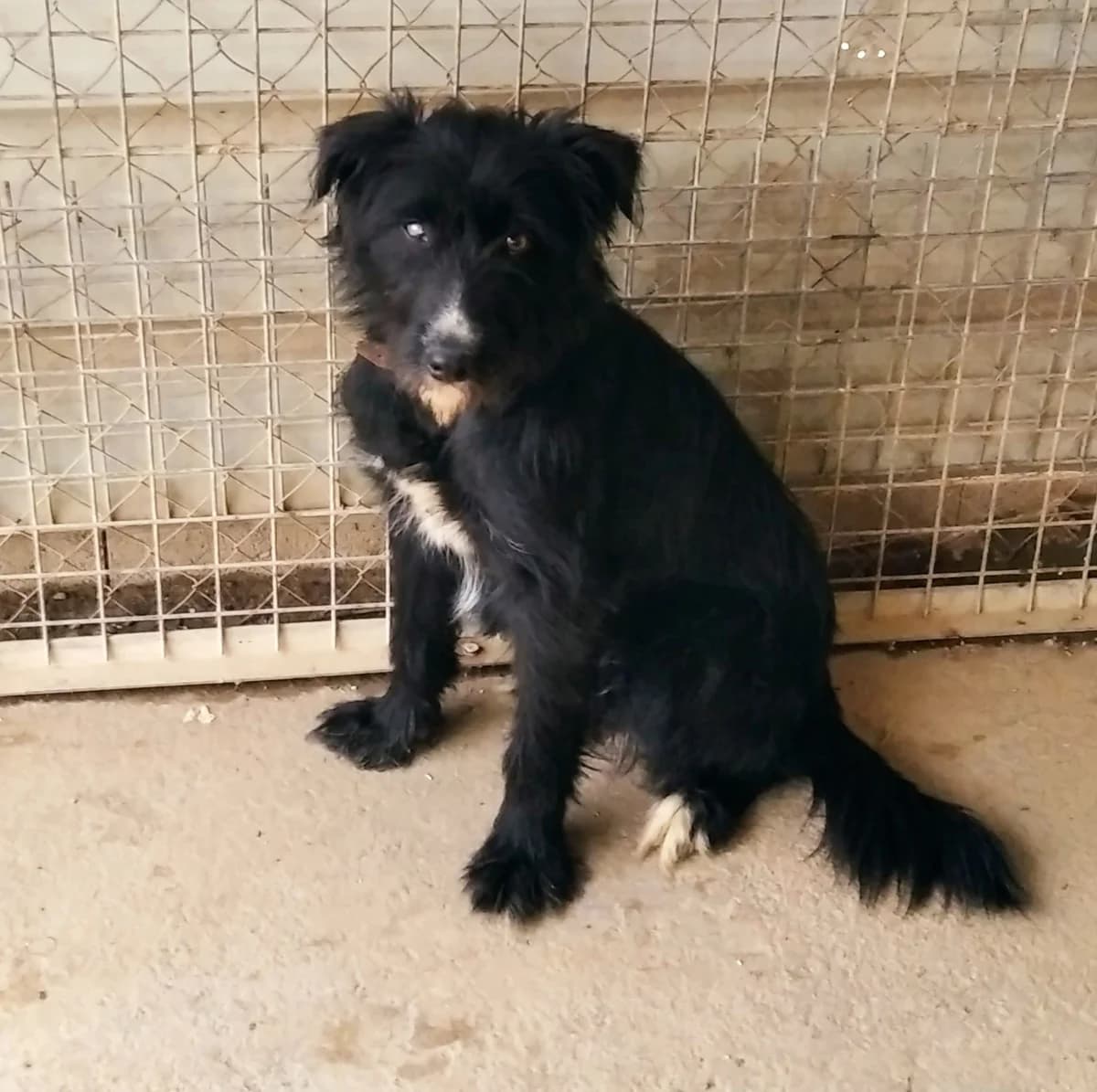 Melanie, female 5yo Mixed Breed for adoption at Vergessene Pfoten e.V., Wangelau