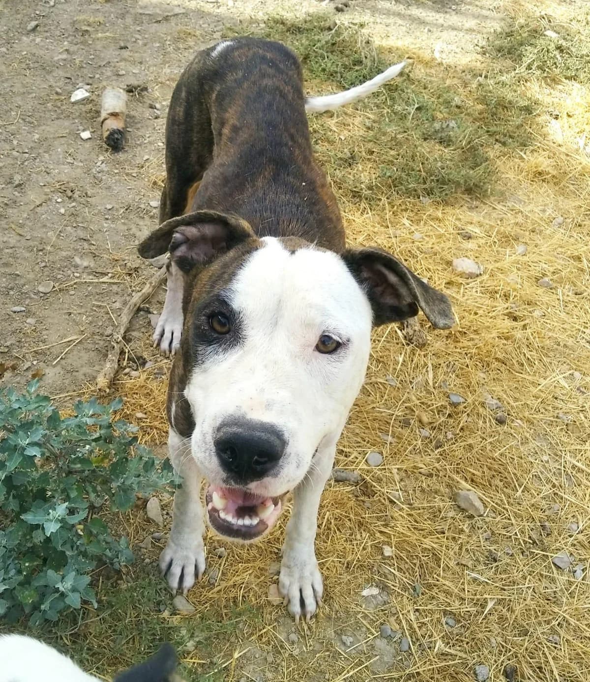 Helga, female 6yo Staffordshire Bull Terrier for adoption at Vergessene Pfoten e.V., Wangelau
