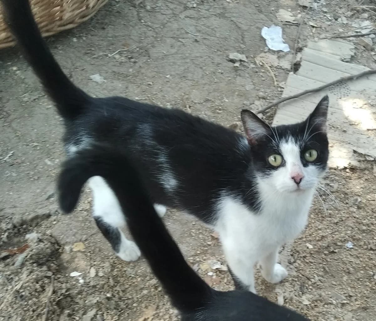 Josephine, female 7yo European Shorthair for adoption at Vergessene Pfoten e.V., Wangelau