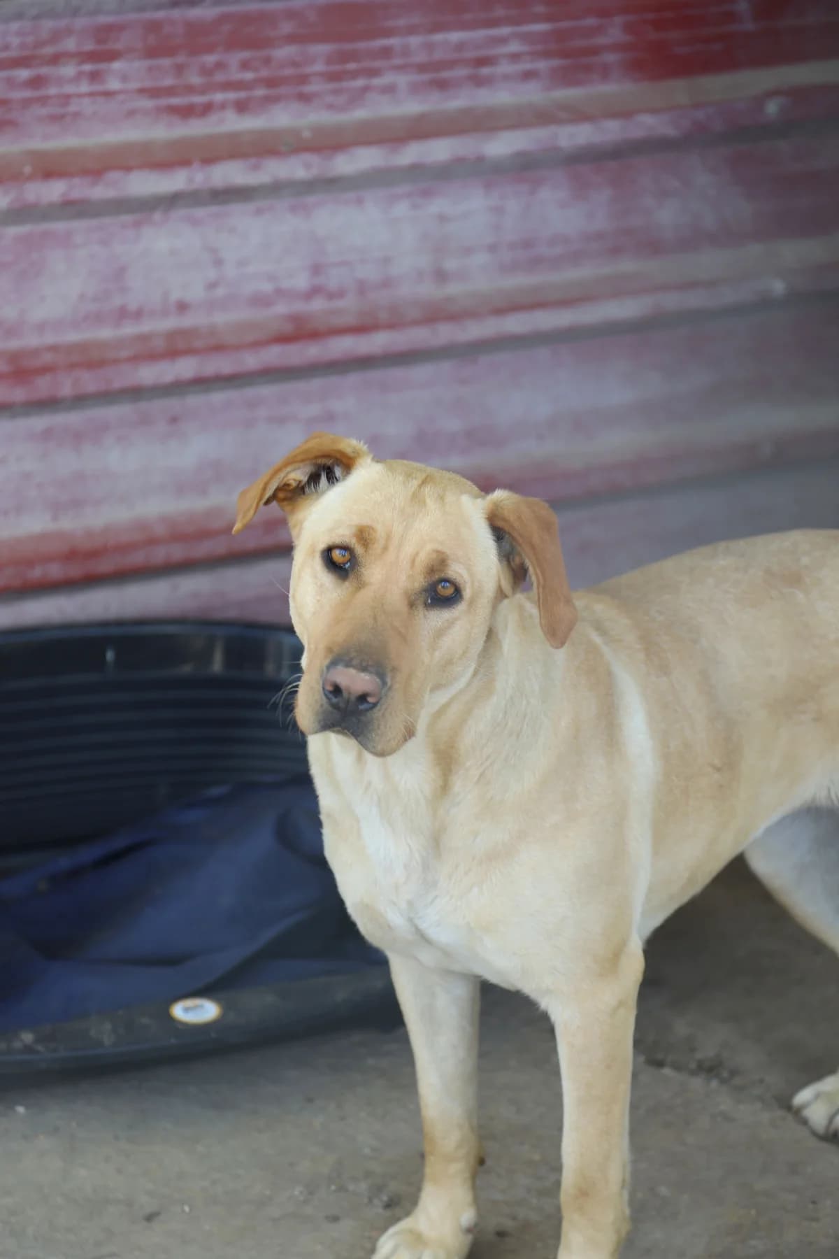 Amor, female 5yo Labrador Retriever for adoption at Vergessene Pfoten e.V., Wangelau