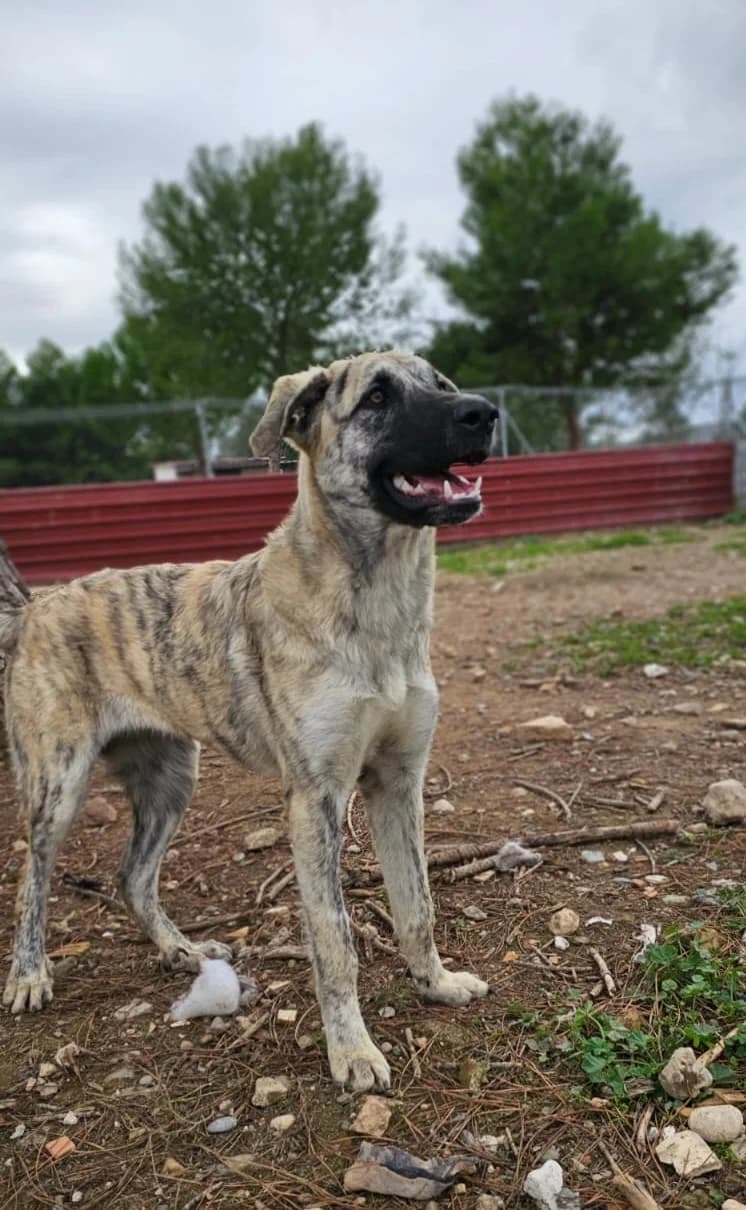 Onna, female 3yo Mixed Breed for adoption at Vergessene Pfoten e.V., Wangelau