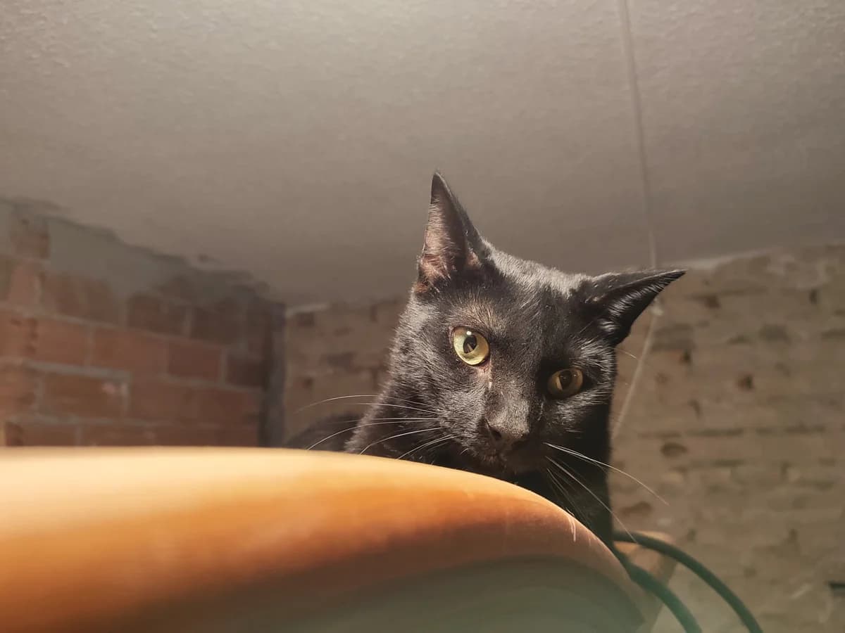 Felix, male 4yo European Shorthair for adoption at Vergessene Pfoten e.V., Wangelau