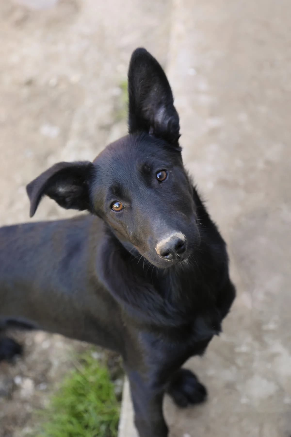 Perla, schwarz female young Mixed Breed for adoption at Vergessene Pfoten e.V., Wangelau