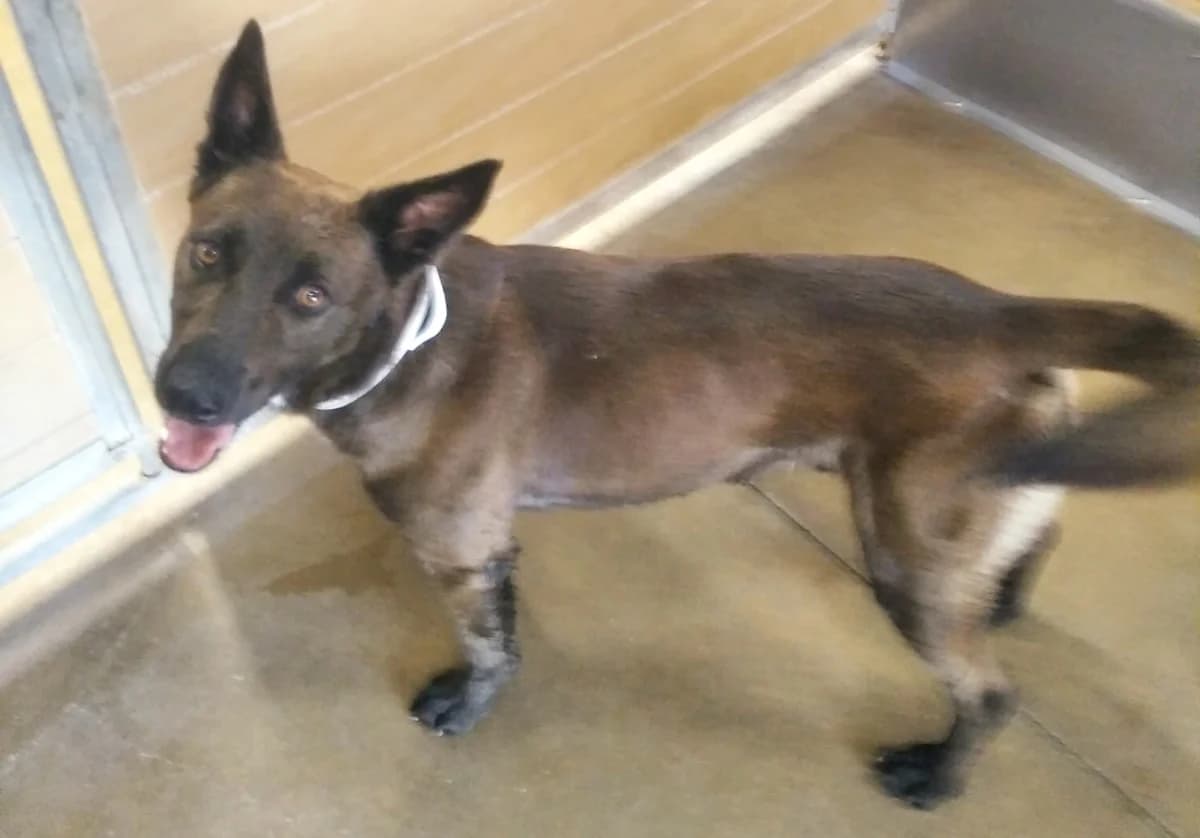 Jero, male 4yo Belgian Malinois for adoption at Vergessene Pfoten e.V., Wangelau