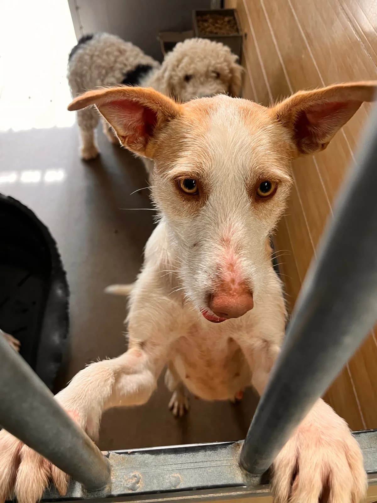 Lizzy, female young Podenco for adoption at Vergessene Pfoten e.V., Wangelau