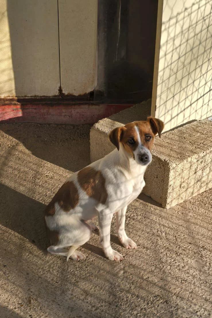 Amala, female 3yo Mixed Breed for adoption at Vergessene Pfoten e.V., Wangelau