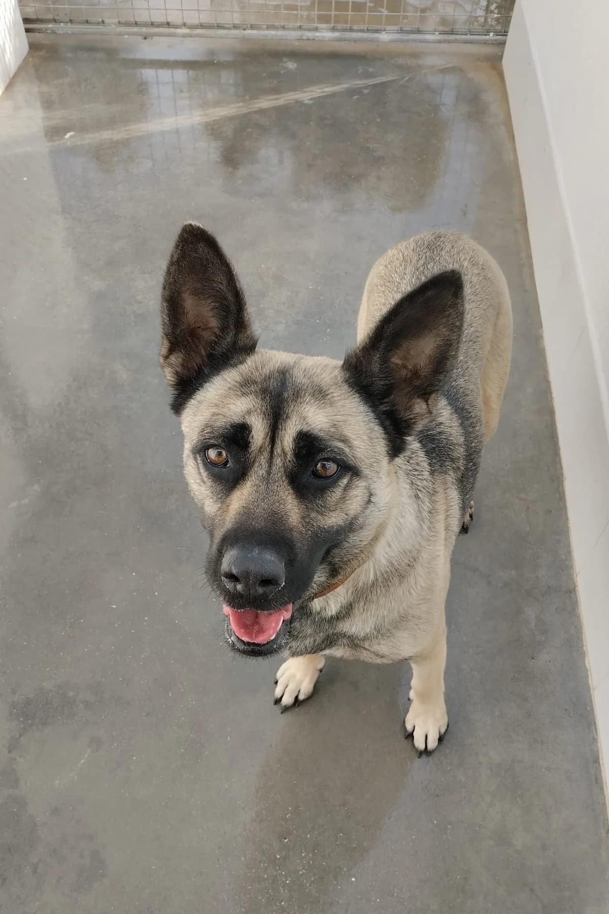 Leia, female 3yo German Shepherd for adoption at Vergessene Pfoten e.V., Wangelau
