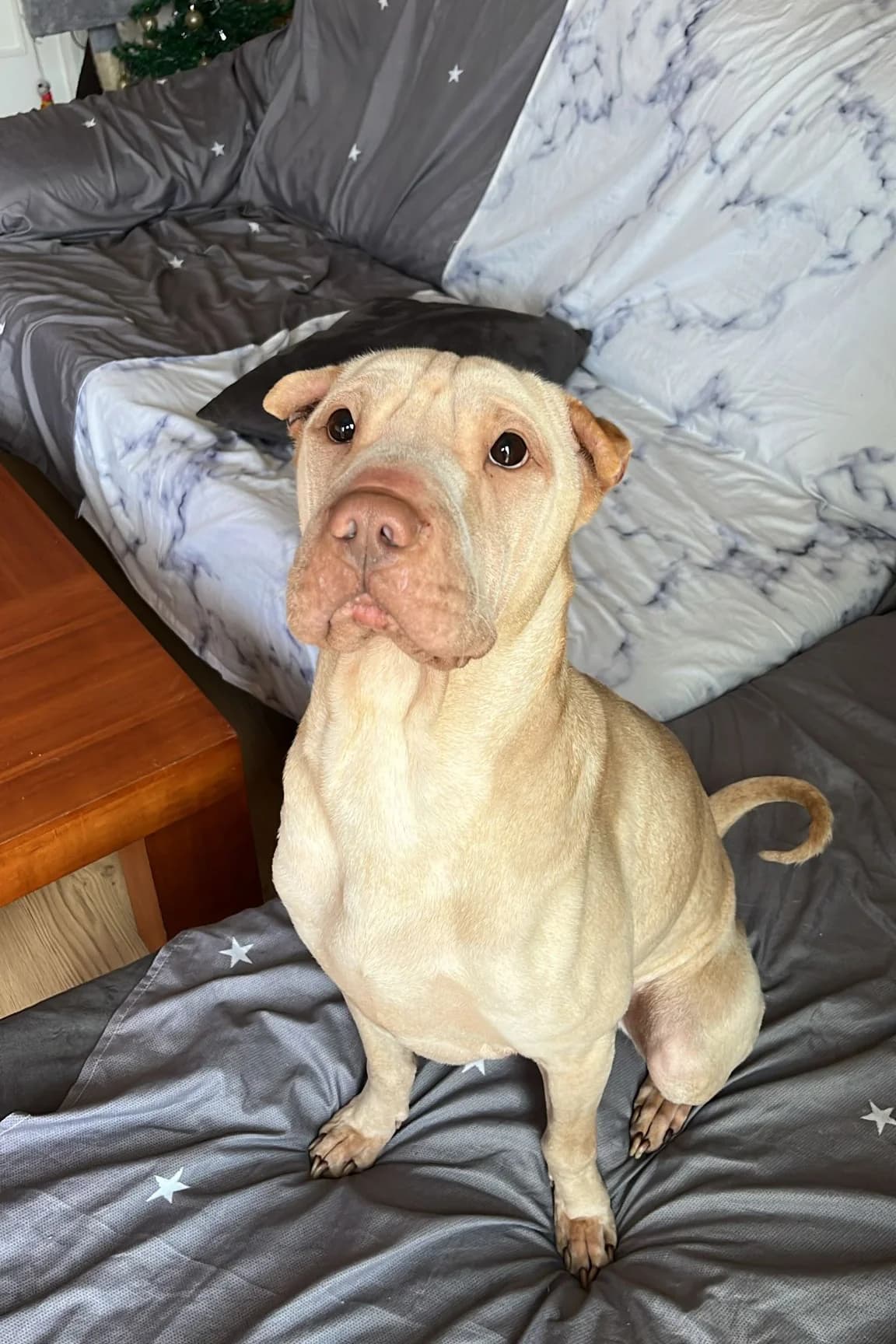 Bubu, male 4yo mixed breed for adoption at Vergessene Pfoten e.V., Wangelau