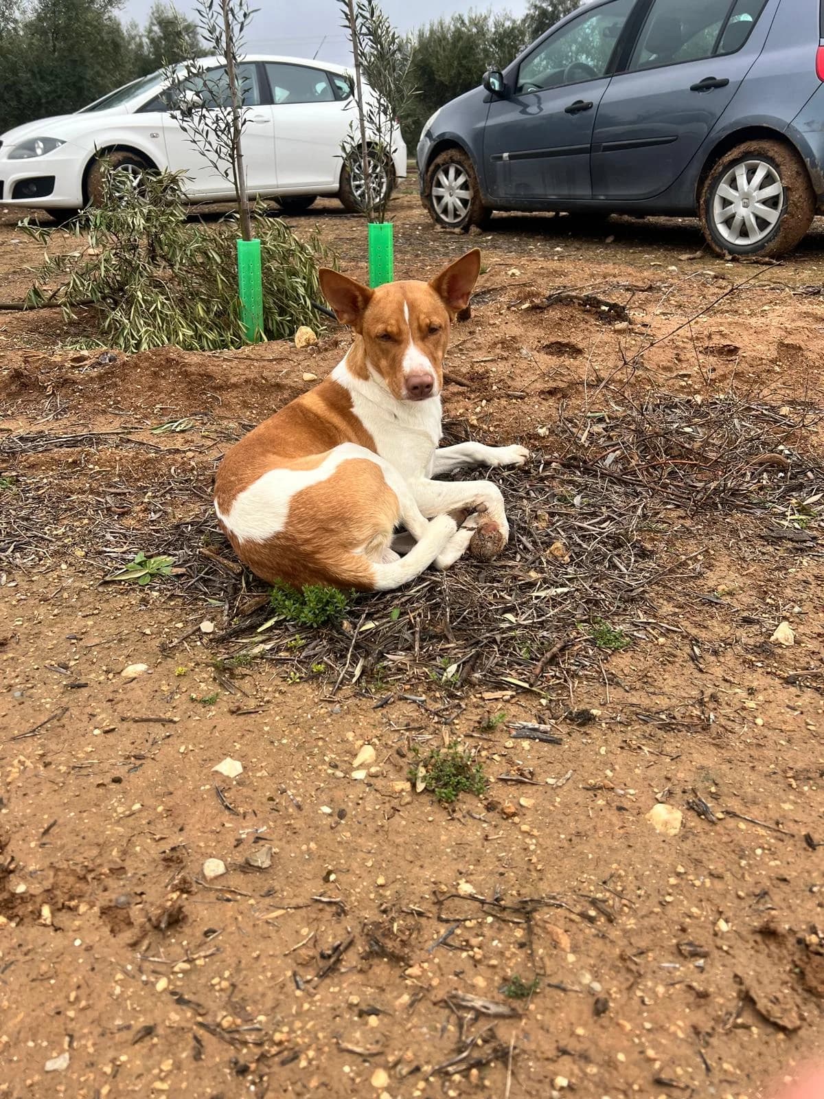 Rio, male young Podenco for adoption at Vergessene Pfoten e.V., Wangelau