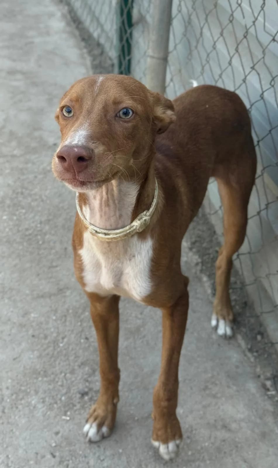 Timón, male young Podenco for adoption at Vergessene Pfoten e.V., Wangelau