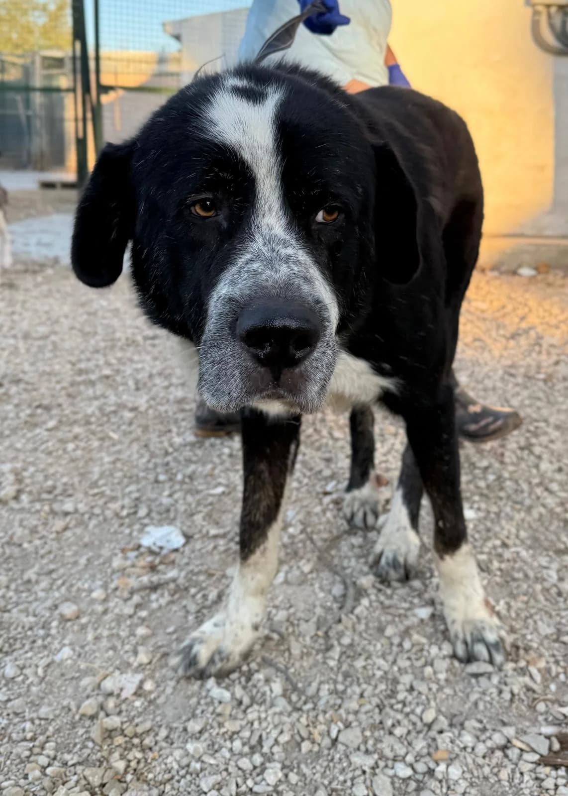 Rómulo, male 6yo Mixed Breed for adoption at Vergessene Pfoten e.V., Wangelau