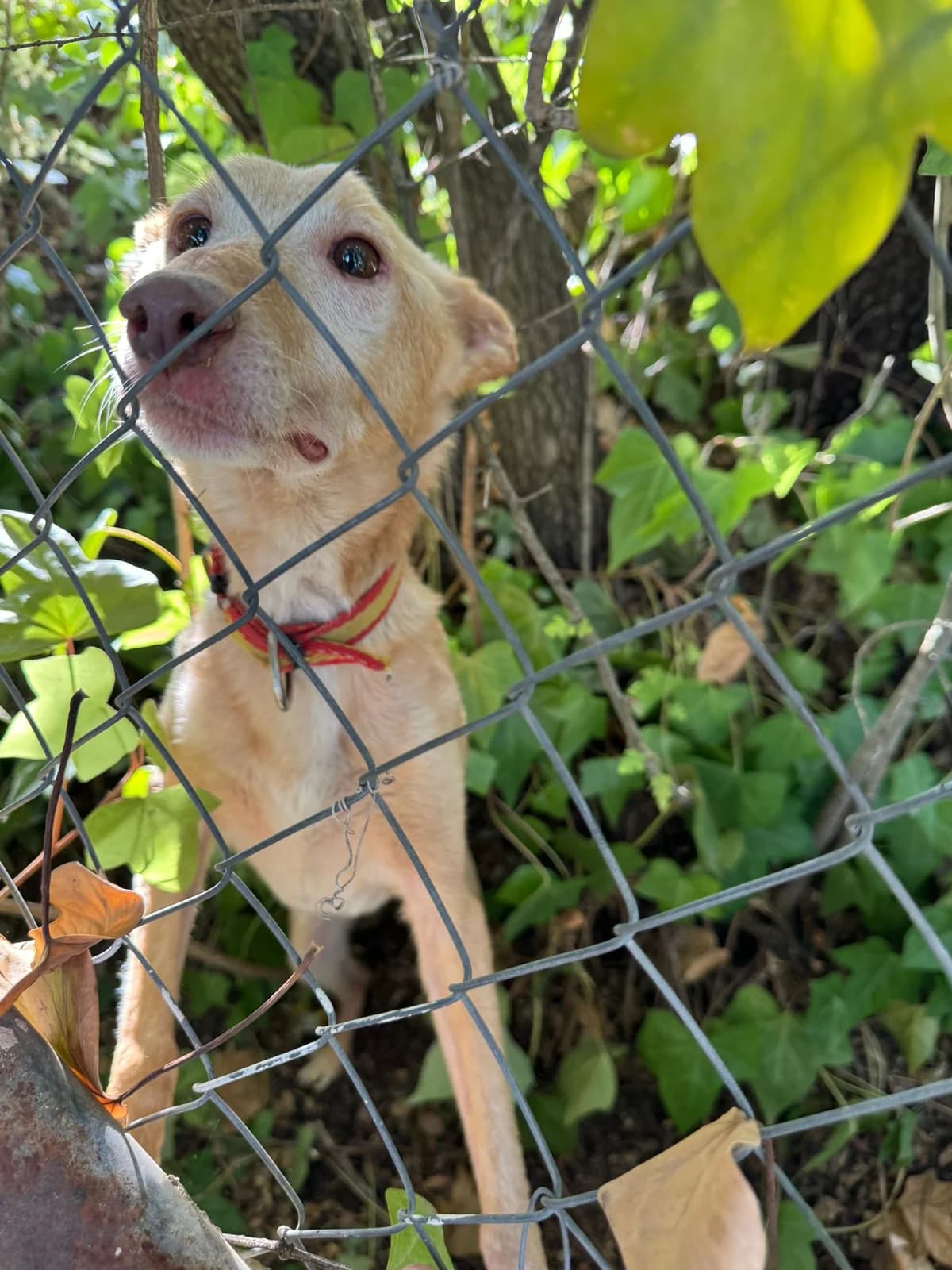 Jimbo, male 7yo Podenco for adoption at Vergessene Pfoten e.V., Wangelau