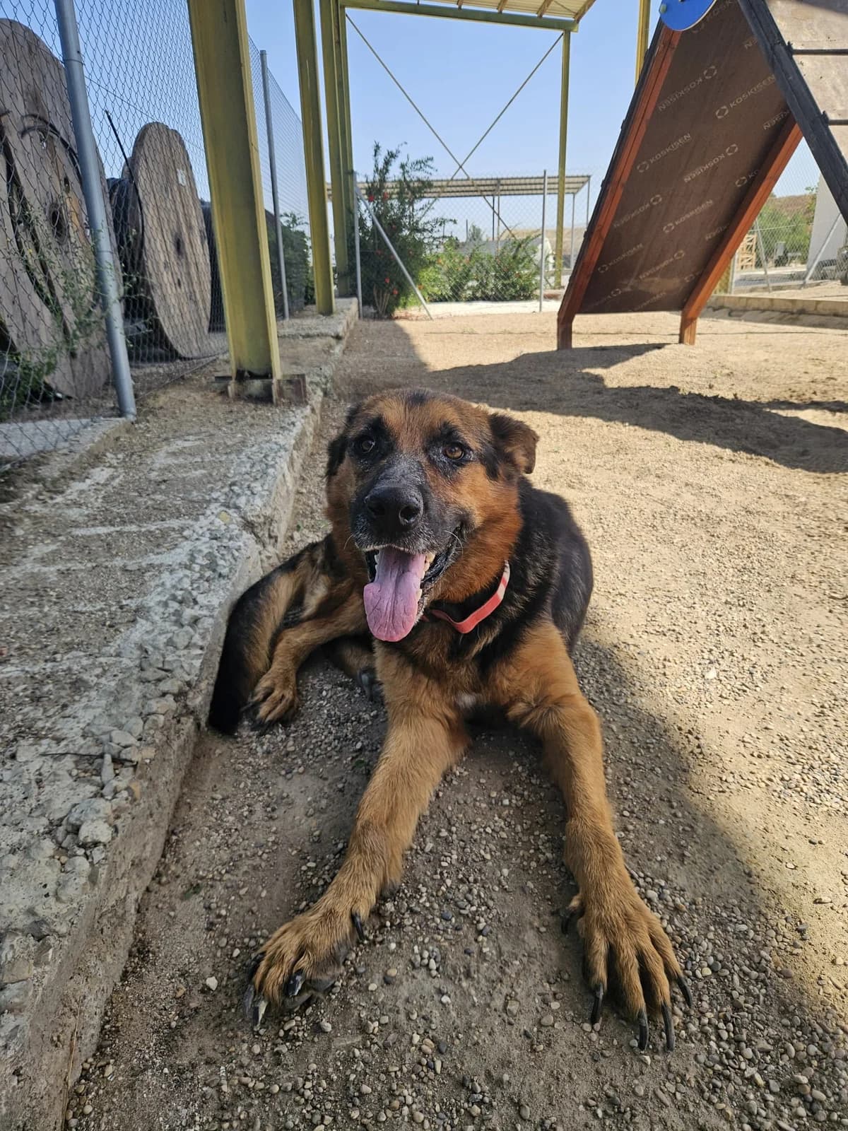 Hercules, male 6yo German Shepherd for adoption at Vergessene Pfoten e.V., Wangelau