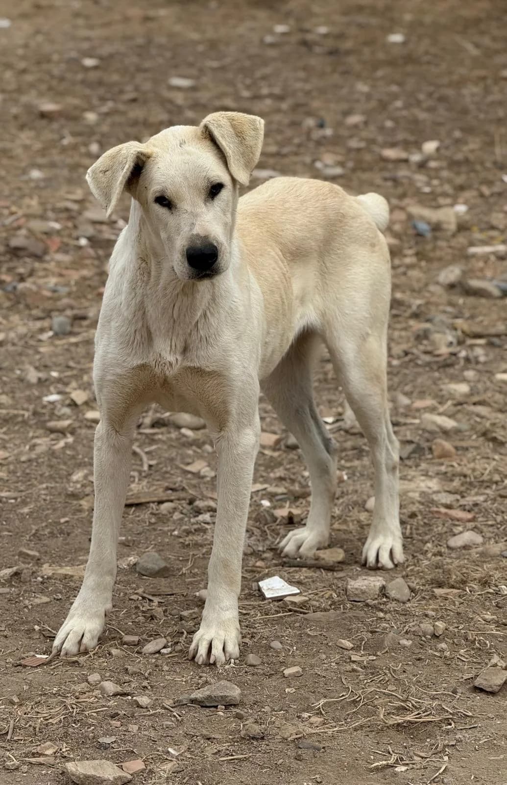 Arya, weiß female young Mixed Breed for adoption at Vergessene Pfoten e.V., Wangelau