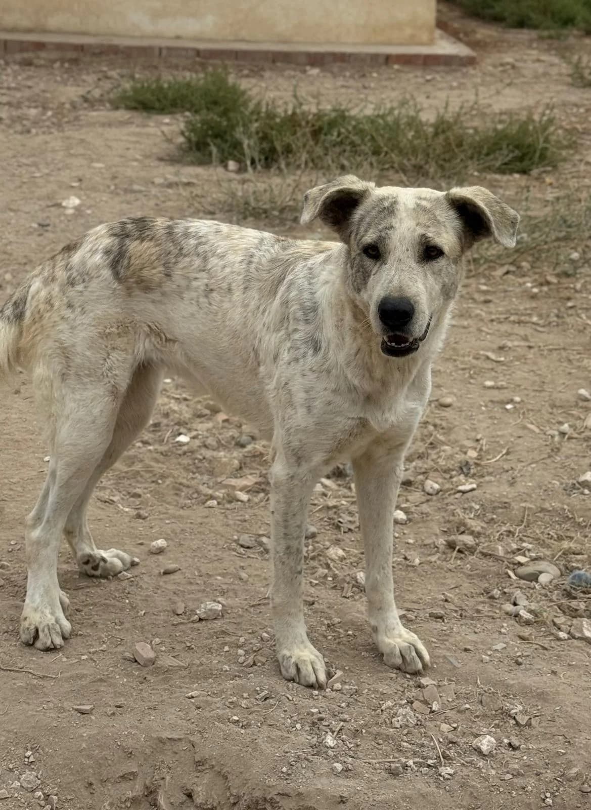 Carola, female young Mixed Breed for adoption at Vergessene Pfoten e.V., Wangelau