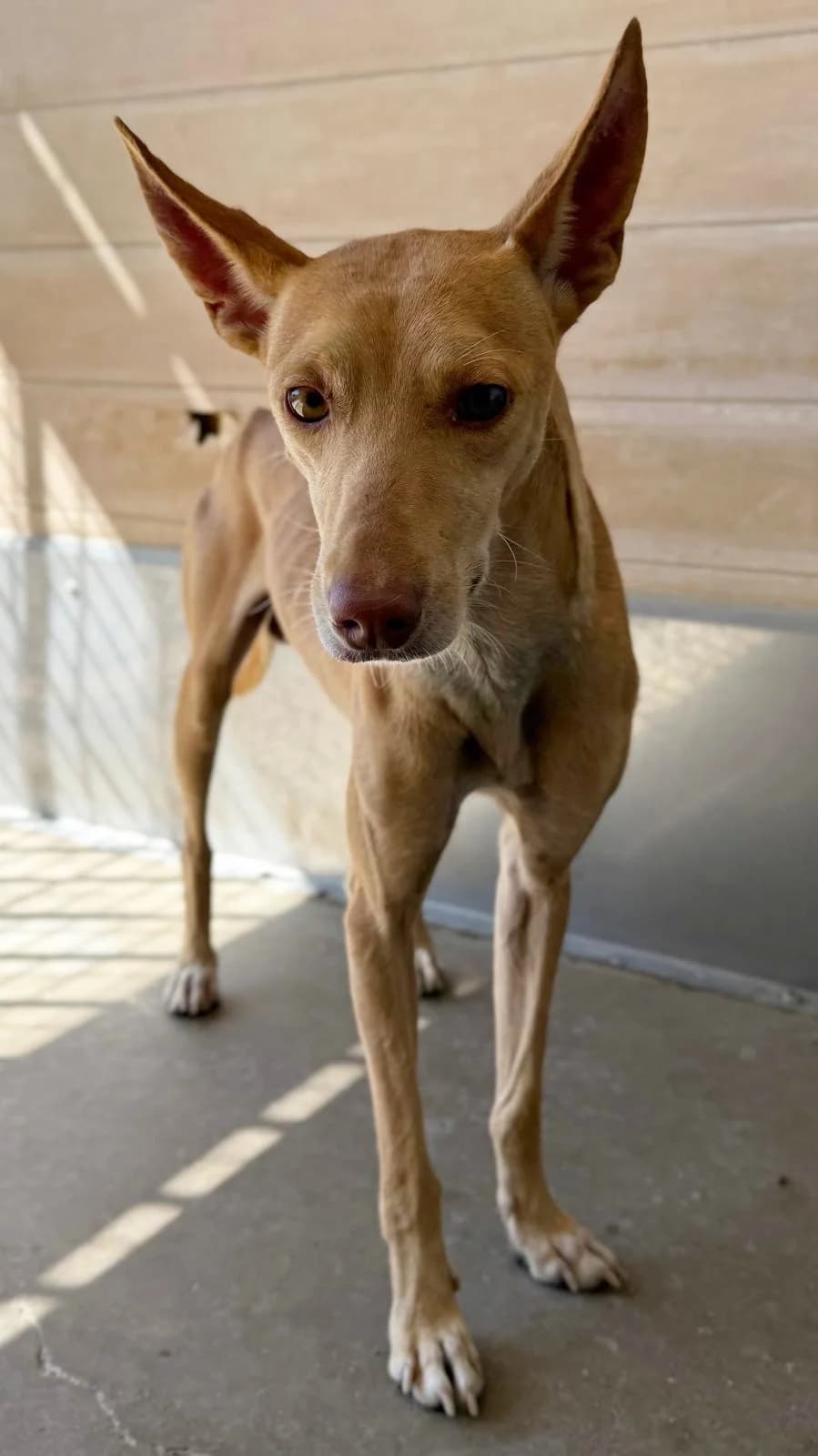 Pin, male 3yo Podenco for adoption at Vergessene Pfoten e.V., Wangelau