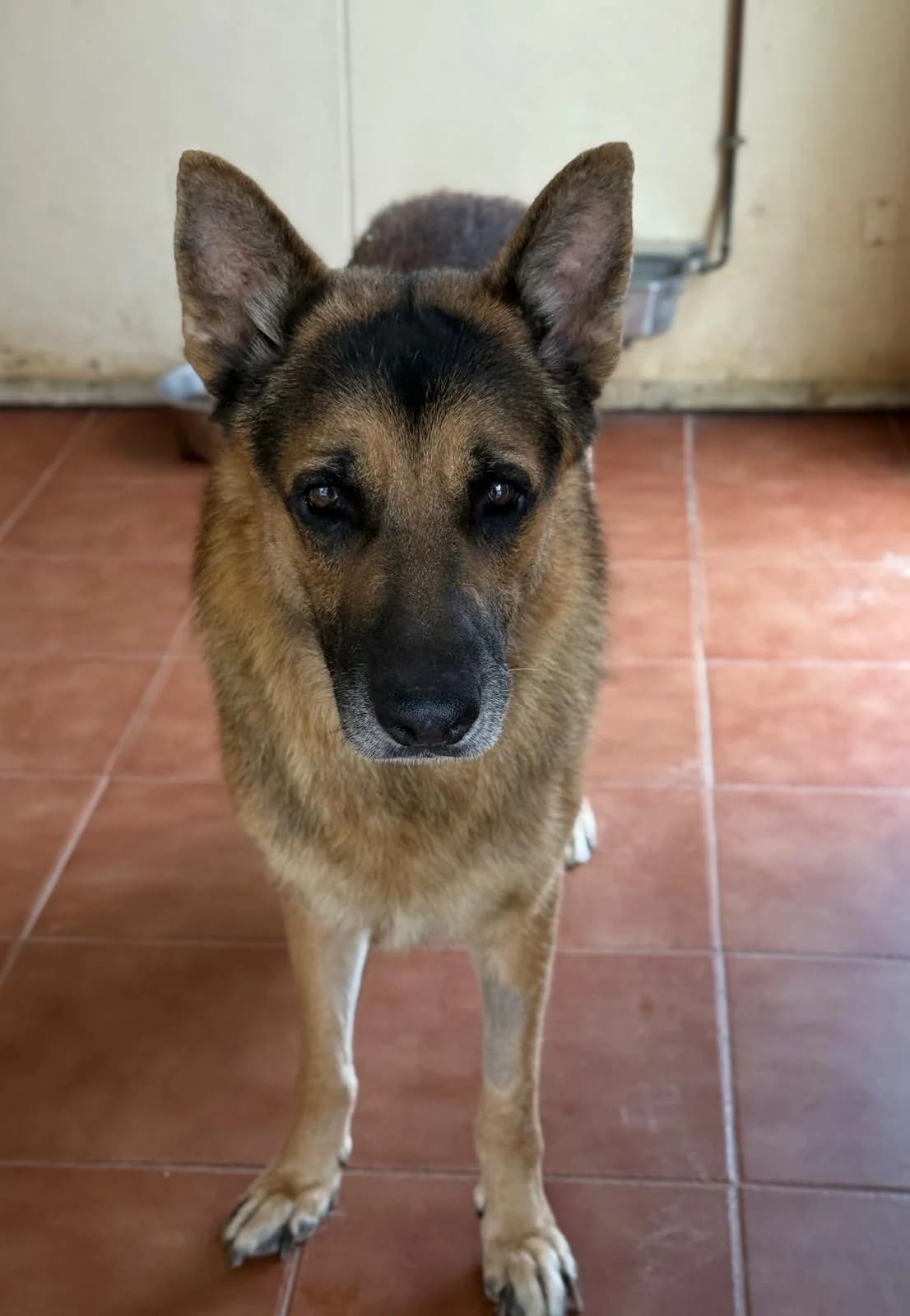 Nicky Boy, male senior German Shepherd for adoption at Vergessene Pfoten e.V., Wangelau