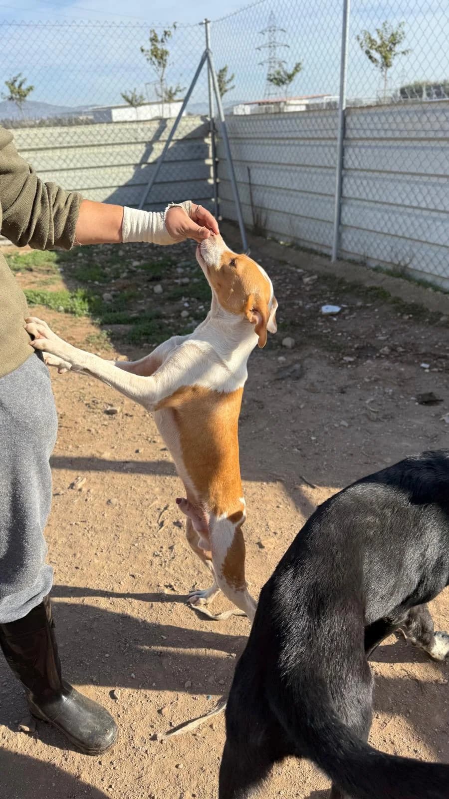 Sidney, male young Podenco for adoption at Vergessene Pfoten e.V., Wangelau