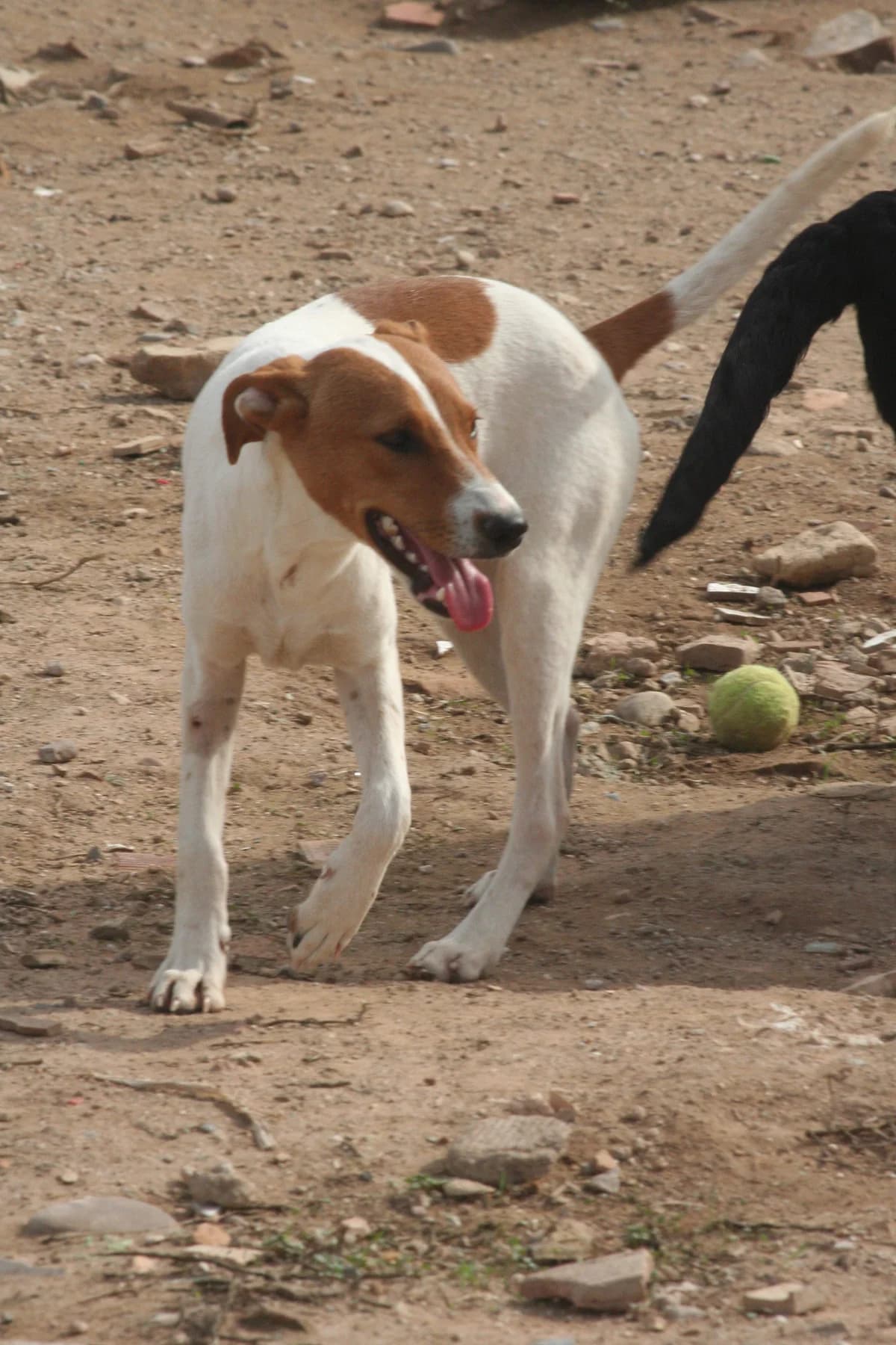 Eloy, male young Podenco for adoption at Vergessene Pfoten e.V., Wangelau