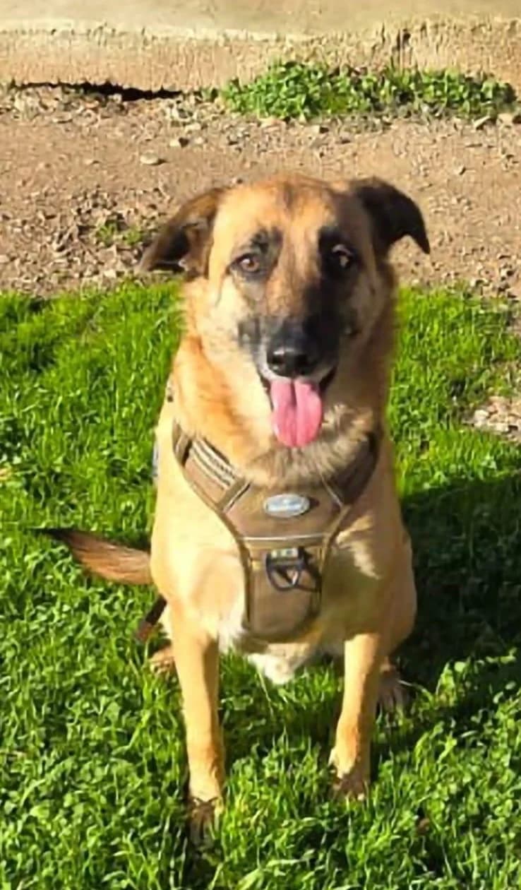 Jojo, male 3yo German Shepherd for adoption at Vergessene Pfoten e.V., Wangelau